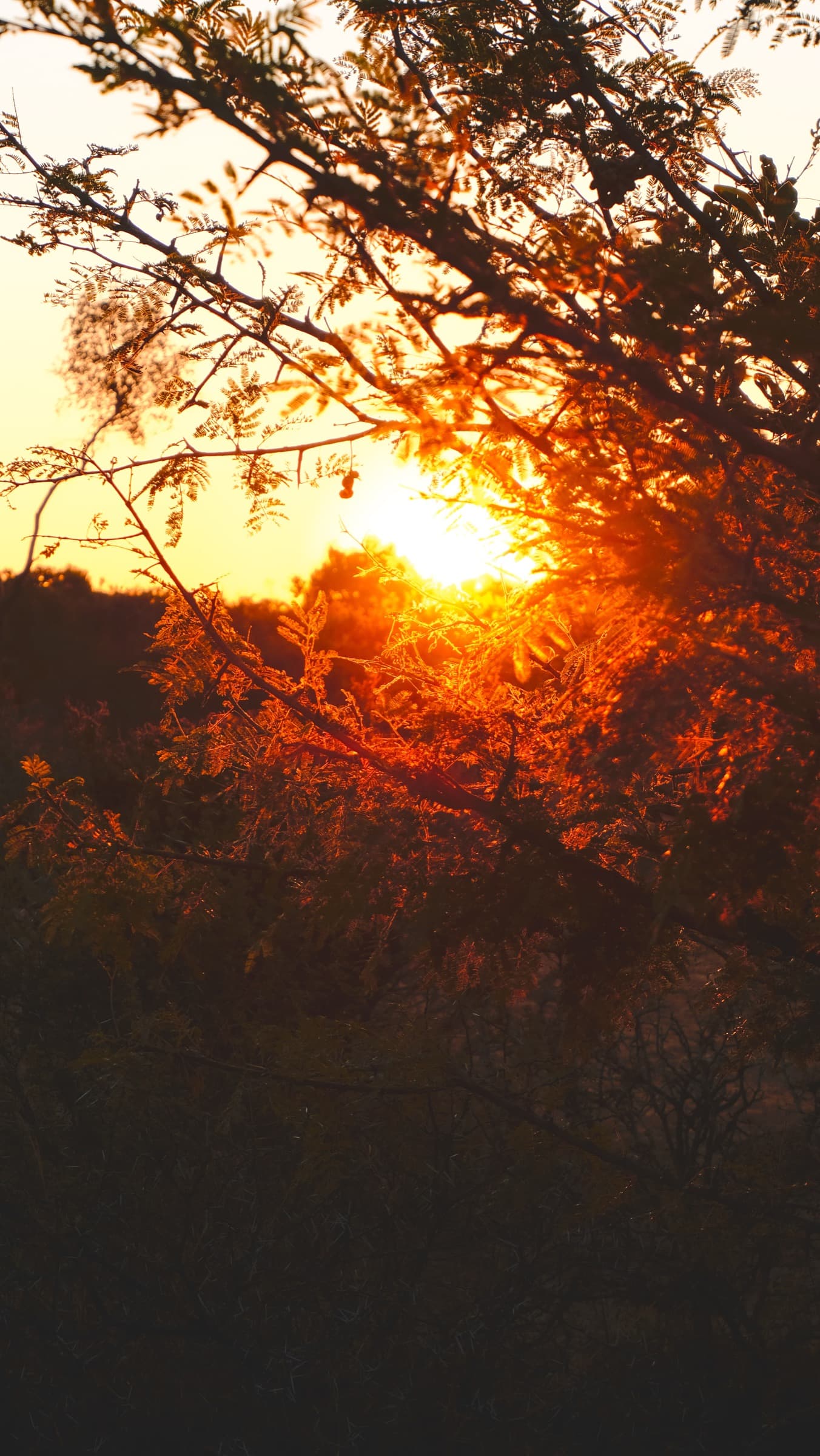 Golden sunset through thorny bushveld trees at Bush Camp