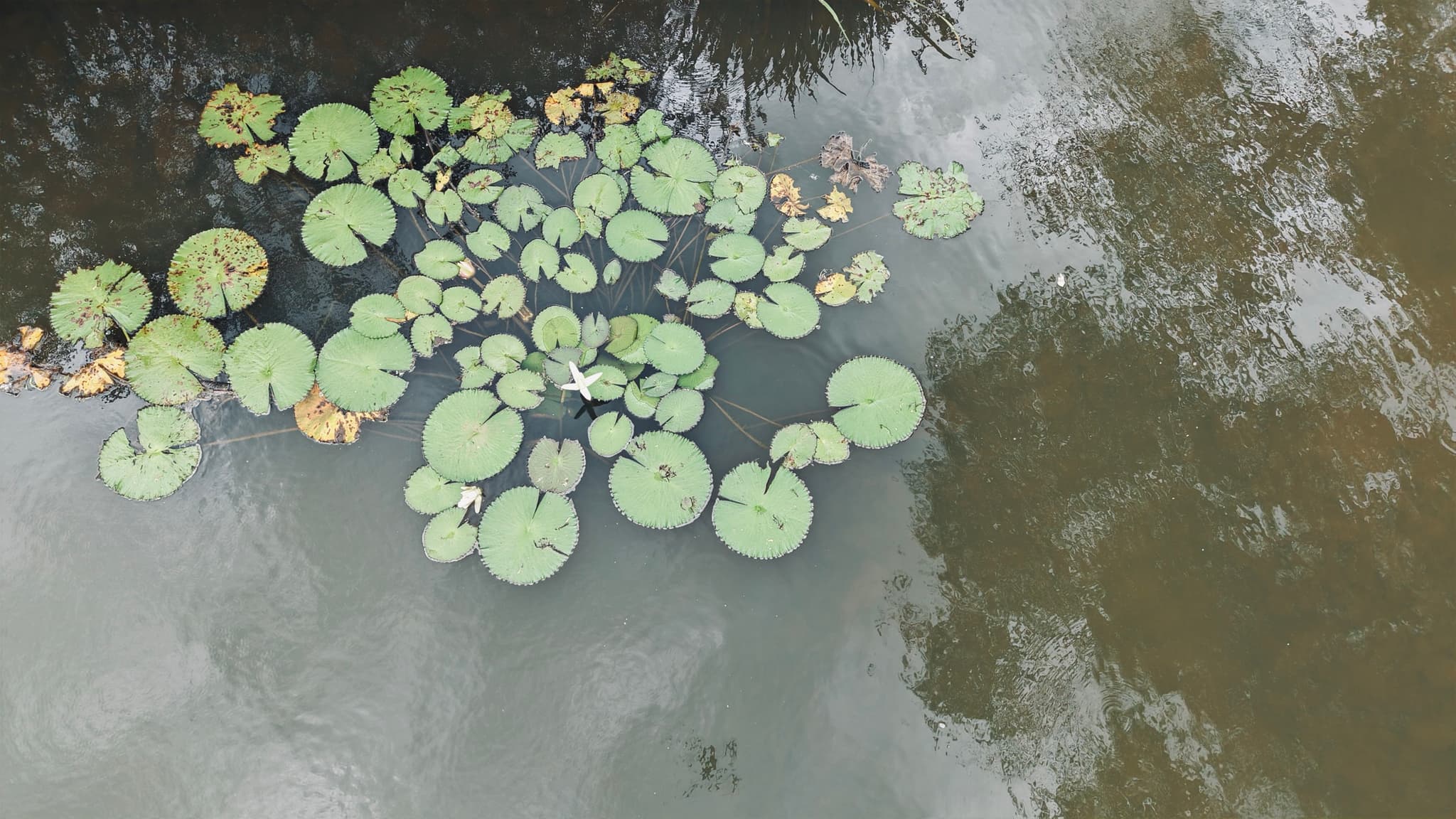 Aerial close-up of lily pads on the river