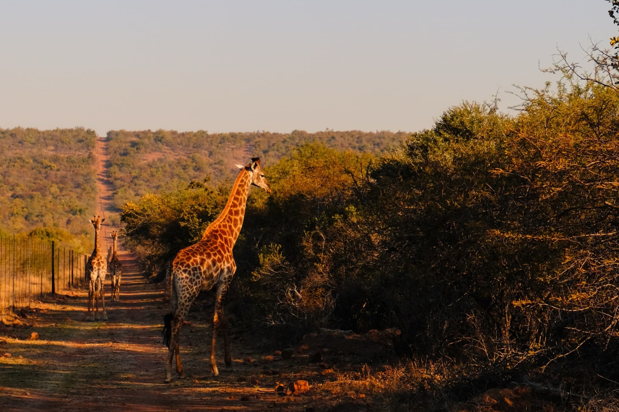 Giraffe crossing a dirt road at golden hour