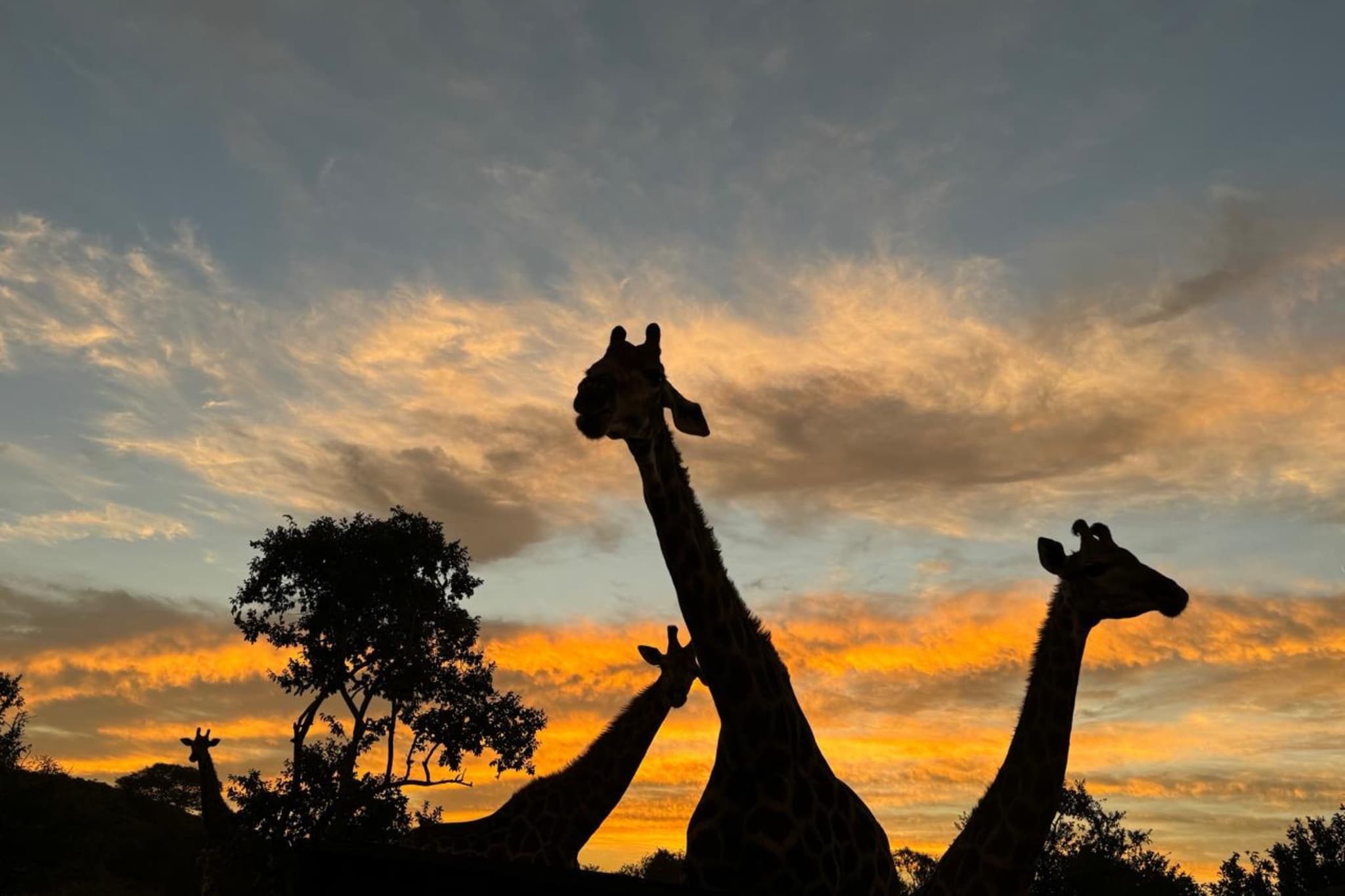 Three giraffes silhouetted against a golden sunset